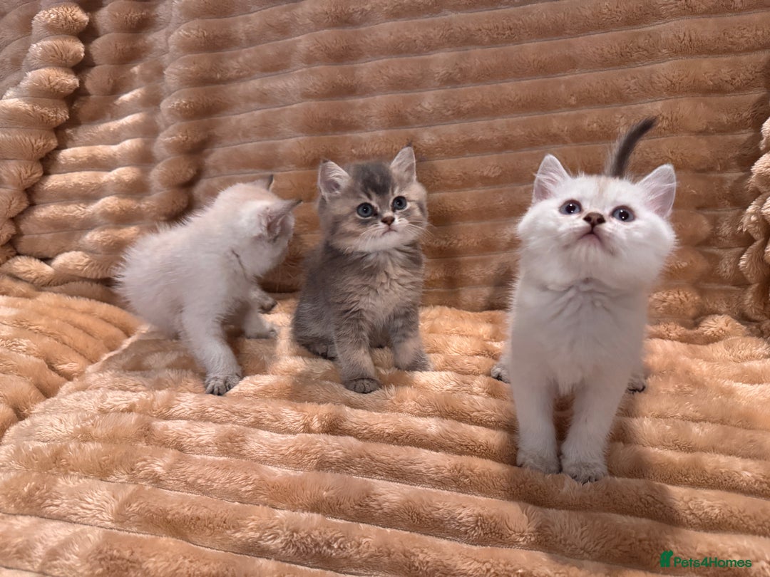 British Shorthair cats for sale: 3 lovely BS boys - Image 5
