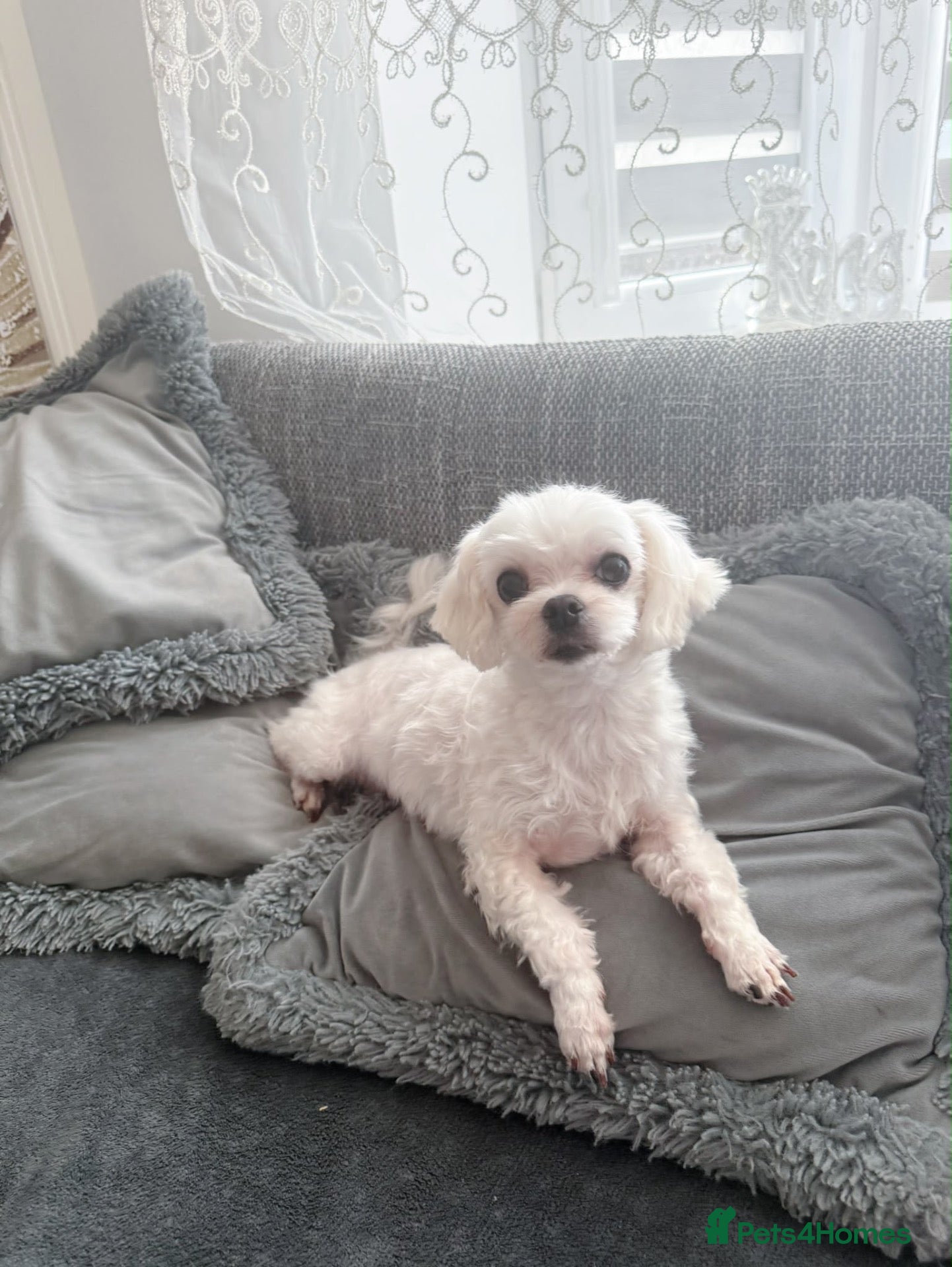 Maltese dogs Healthy 6 years old female - Advert 2
