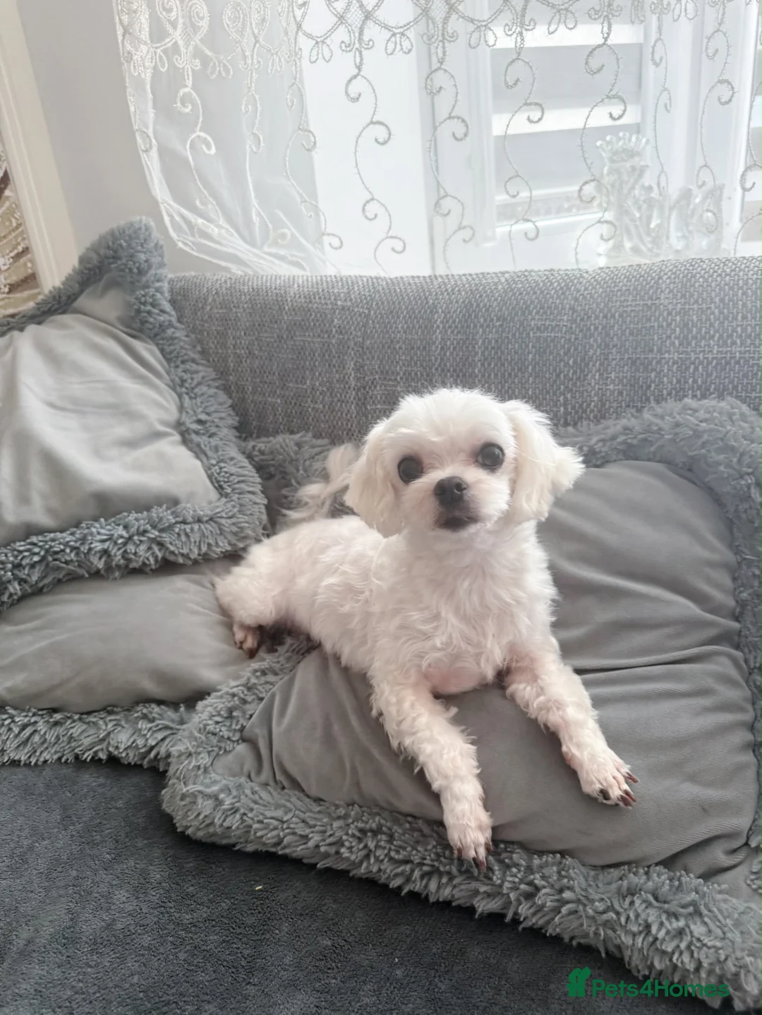 Maltese dogs for sale: Healthy 6 years old female - Advert 1
