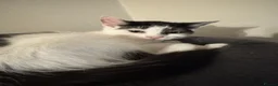 Mixed Breed cats for sale: Male and Female Kittens - Advert 12