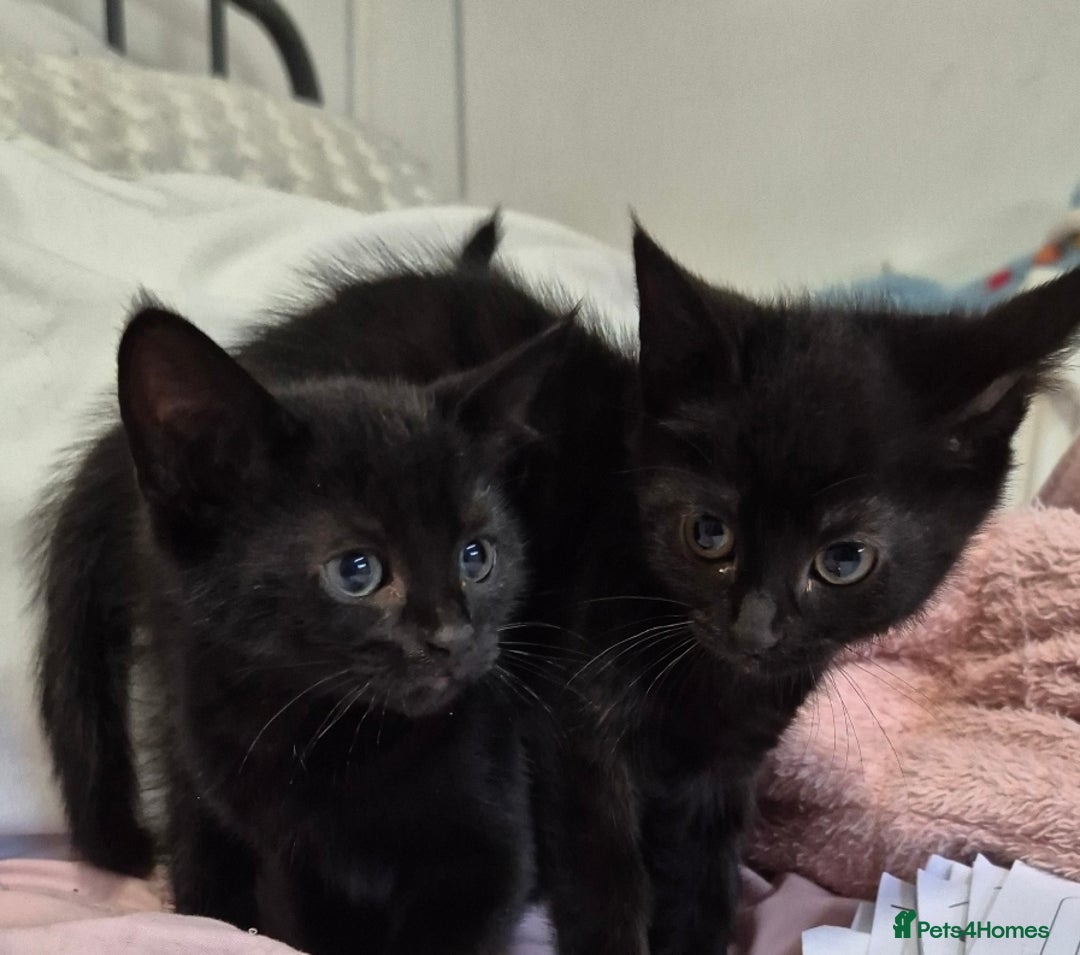 Mixed Breed cats for sale: Kitten ready for new homes - Advert 3