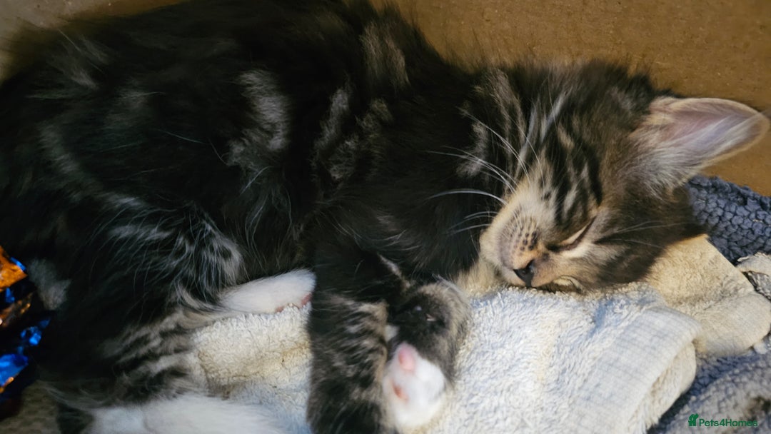 Mixed Breed cats for sale: adorable kittens are looking for a new home - Image 18