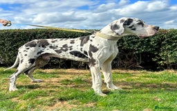 Great Dane dogs for stud: ⭐️Vonrockas Oblix health tested⭐️ in Leicester - Image 3