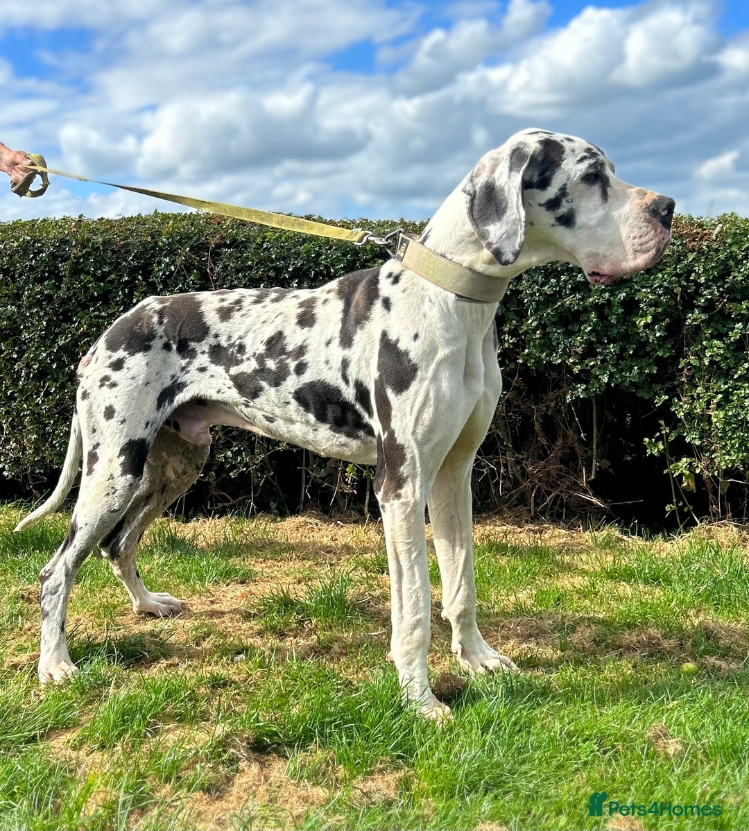 Great Dane dogs for stud: ⭐️Vonrockas Oblix health tested⭐️ in Leicester - Image 3