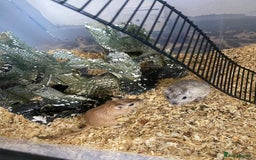 Gerbil rodents for sale: 5 male gerbals with cage for sale  - Image 7