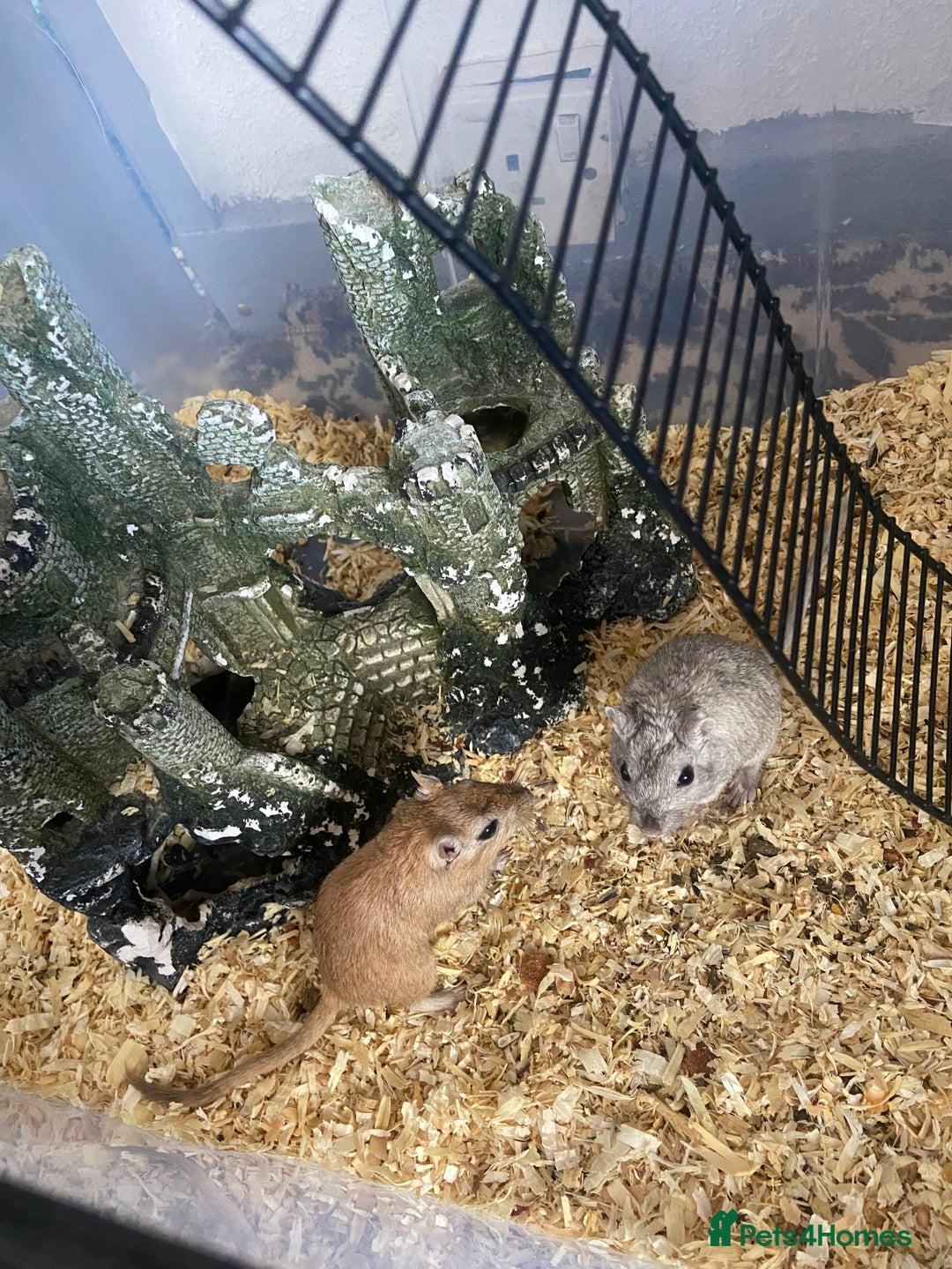 Gerbil rodents for sale: 5 male gerbals with cage for sale  - Image 7