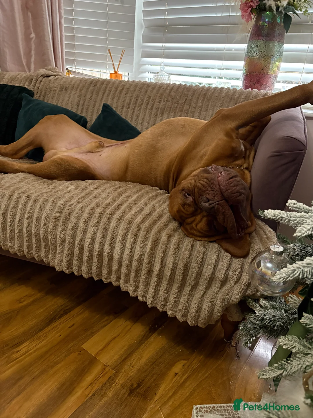 Dogue De Bordeaux dogs for stud: Full pedigree Proven dogue de bordeux Stud   - Advert 12