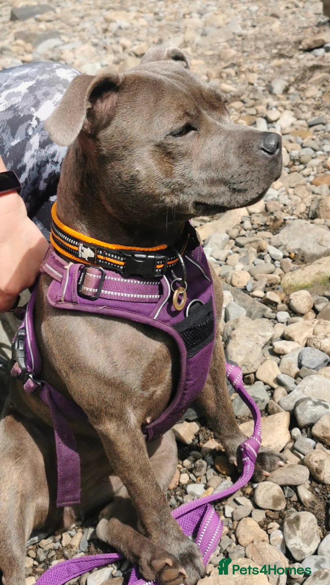 Staffordshire Bull Terrier dogs for sale: **CHAMPION VALGLO BLOODLINE STAFFORD LITTER** - Advert 3