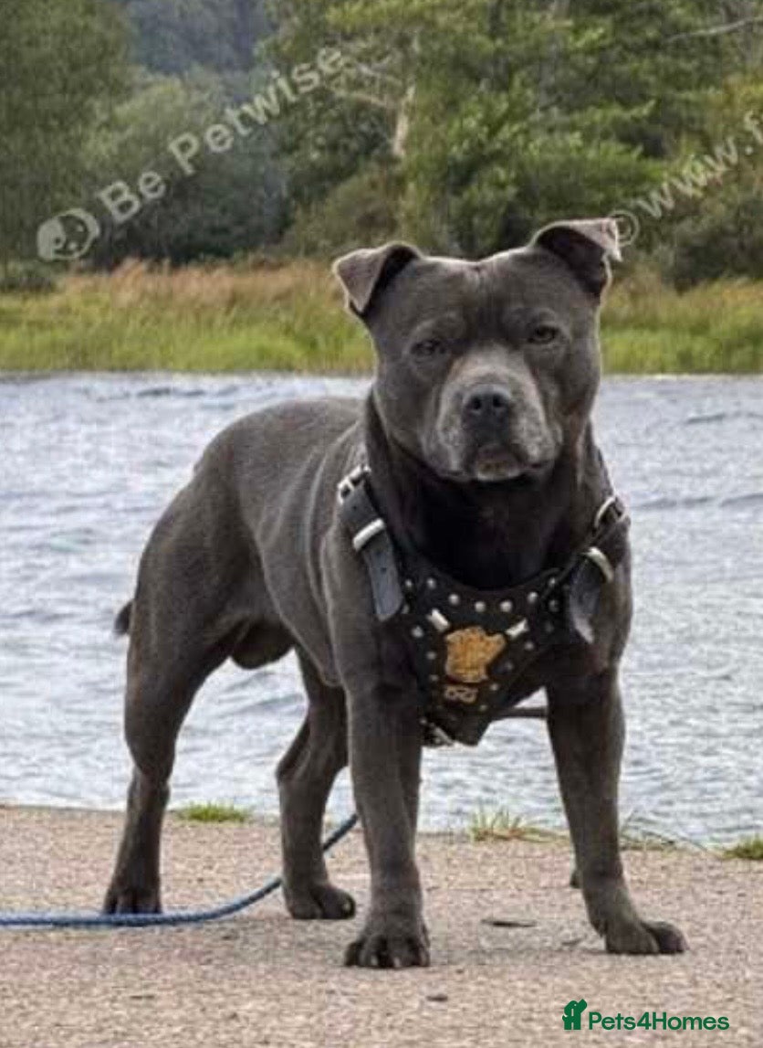 Staffordshire Bull Terrier dogs KC reg Staffordshire Bull Terrier male for sale - Advert 11
