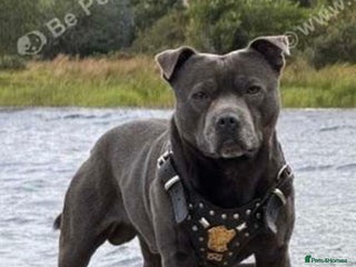 Staffordshire Bull Terrier dogs KC reg Staffordshire Bull Terrier male for sale - Advert 11