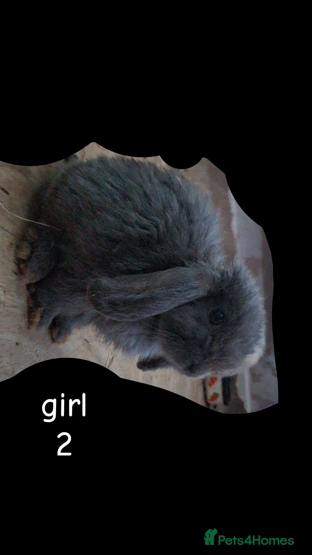 Mini Lop rabbits for sale: 6 beautiful mini lops, 3 girls 3 boys - Image 5