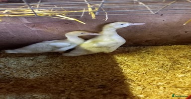 Ducks poultry - Advert 13
