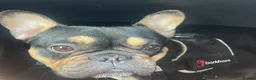 French Bulldog dogs for sale: Girl French bulldog  in Irvine - Advert 3