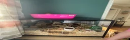 Hamster rodents for sale: Female hamster approx 5 months old in Swadlincote - Advert 4