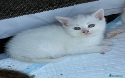 British Shorthair cats for sale: Adorable Kittens! - Image 17