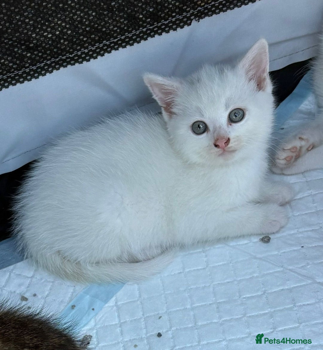 British Shorthair cats for sale: Adorable Kittens! - Image 17