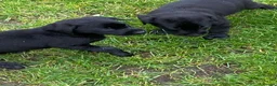 Labrador Retriever dogs for sale: kc registered labrador pups in Stafford - Advert 17