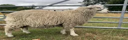 Sheep livestock for sale: Romney Ram Lamb in Ashford - Advert 3
