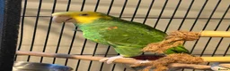 Parrots birds for sale: Beautiful Male Double Yellow-Headed Amazon  - Advert 4