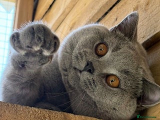 British Shorthair cats - Advert 33