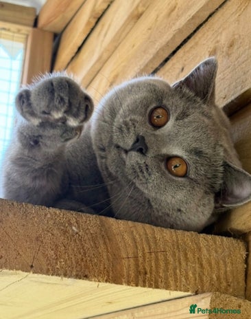 British Shorthair cats 🏆🔥GCCF BLUE CHAMPION STUD CARRYING CINNAMON 🔥🏆 - Advert 3