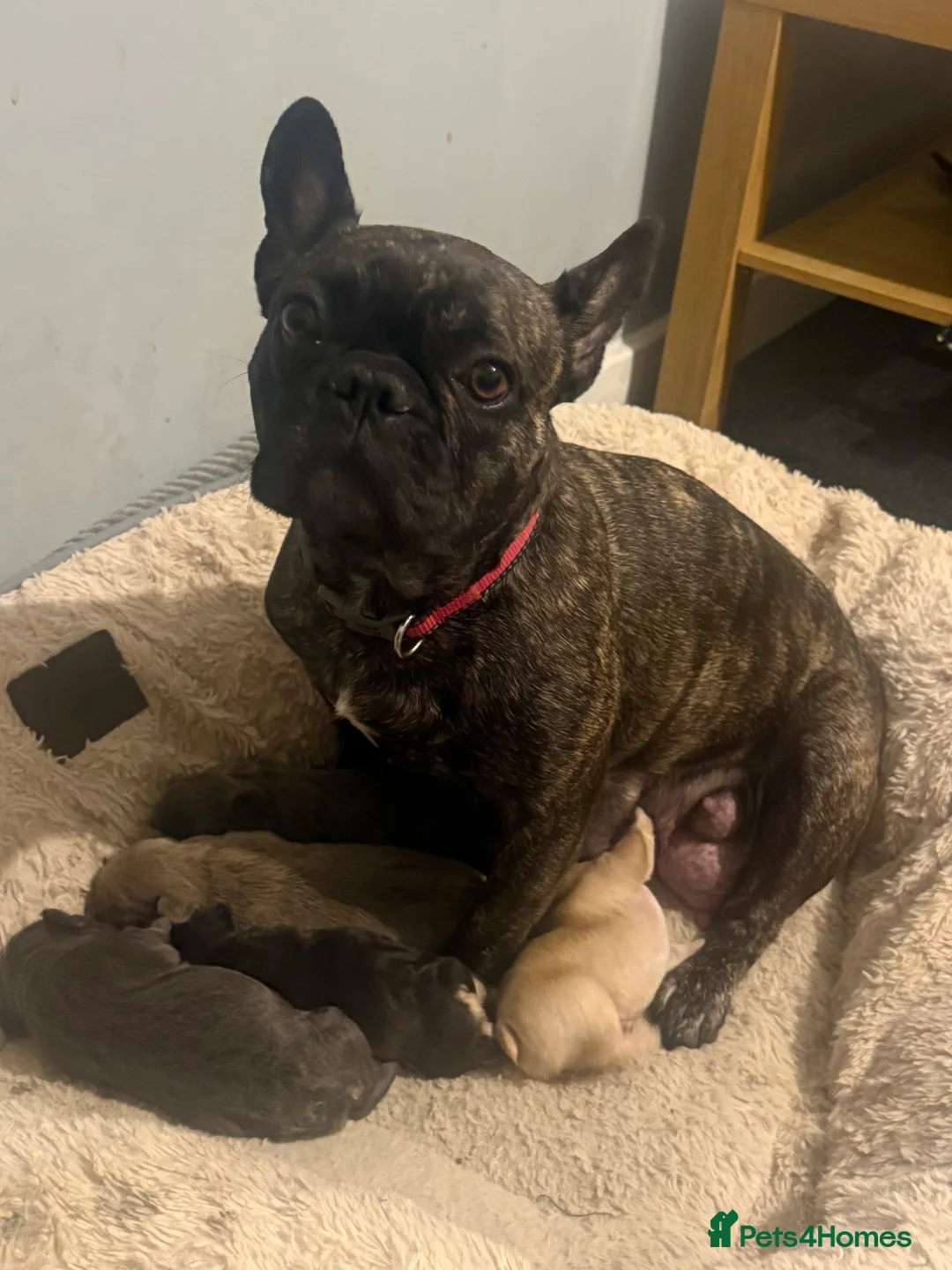 French Bulldog dogs for sale: French Bulldog Puppies - Advert 15