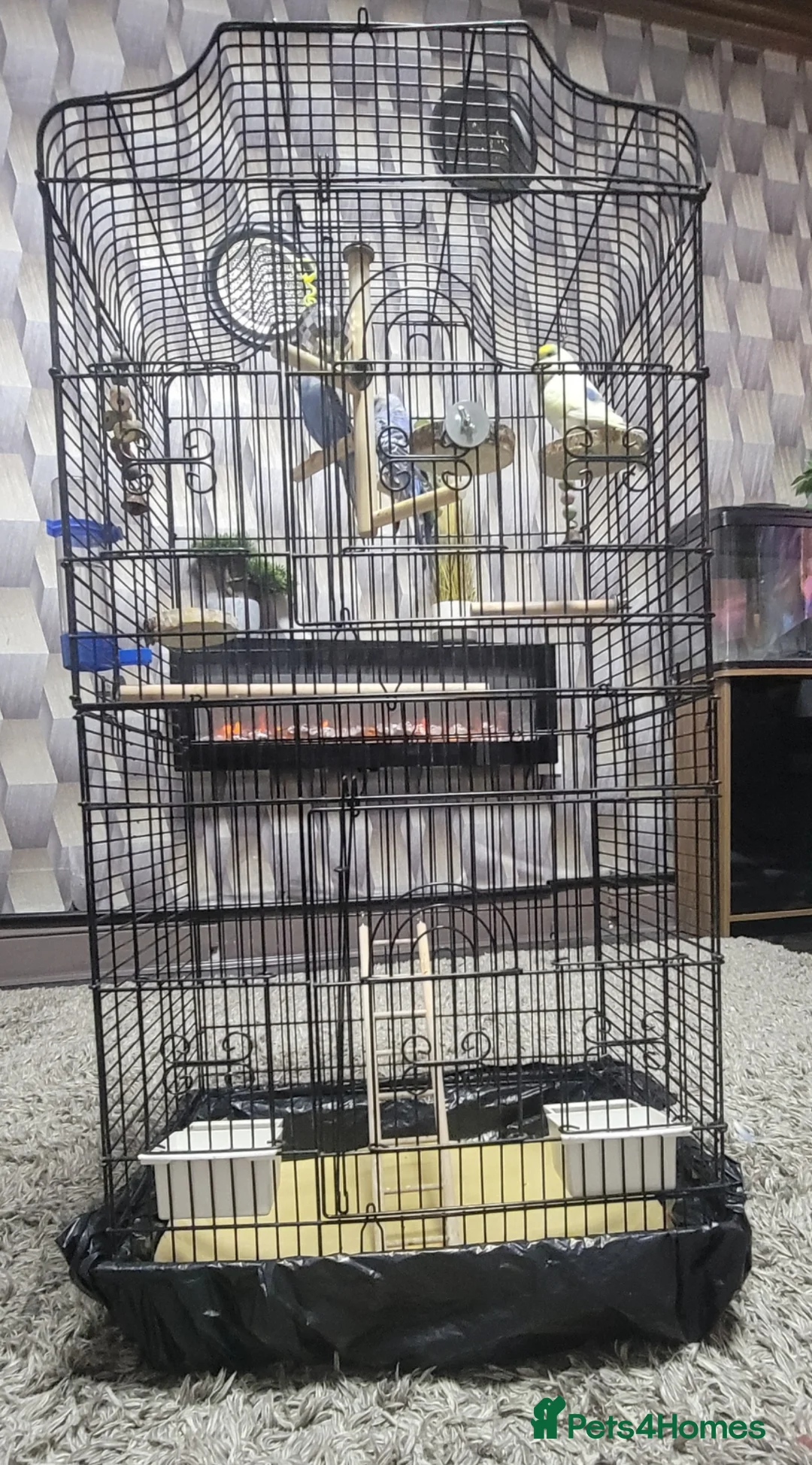 Budgerigars birds for sale: Budgies, Cage and extras in Leeds - Advert 2