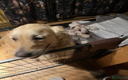 Golden Retriever dogs for sale: Golden retriever pups - Image 2