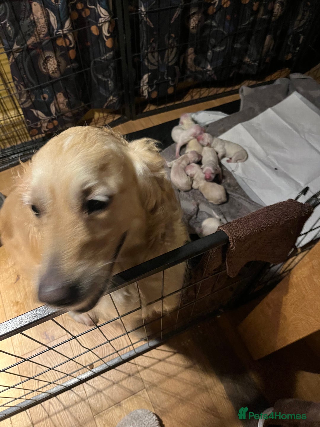 Golden Retriever dogs for sale: Golden retriever pups - Image 2