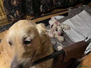 Golden Retriever dogs Golden retriever pups - Advert 8