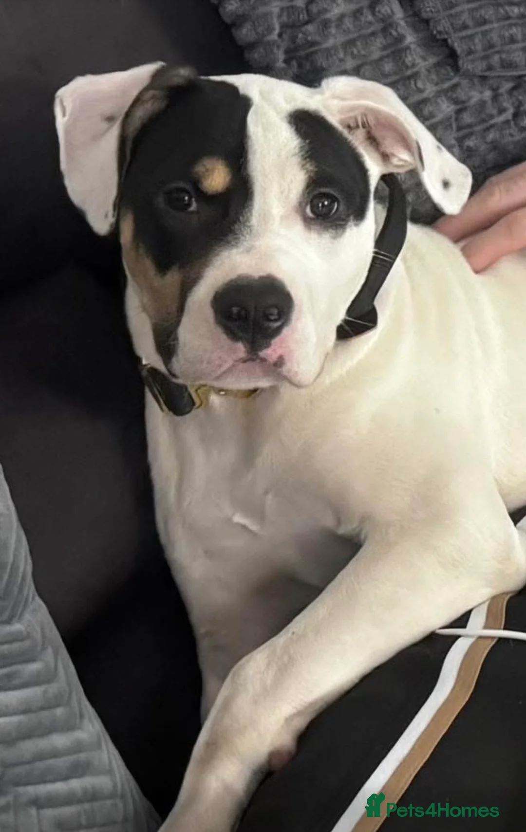 American Bulldog dogs for sale: American Bulldog 5 months old - Advert 1