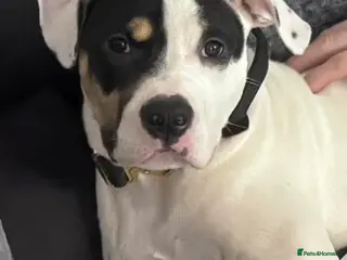 American Bulldog dogs American Bulldog 5 months old - Advert 17