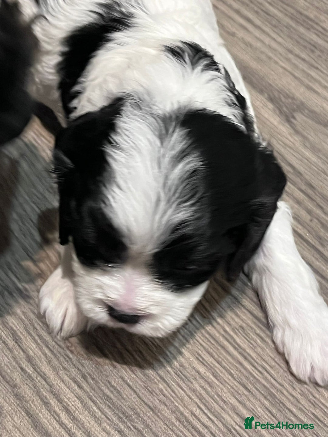 Cavapoo dogs for sale: Beautiful F1B REVERSE Cavapoos - Advert 11