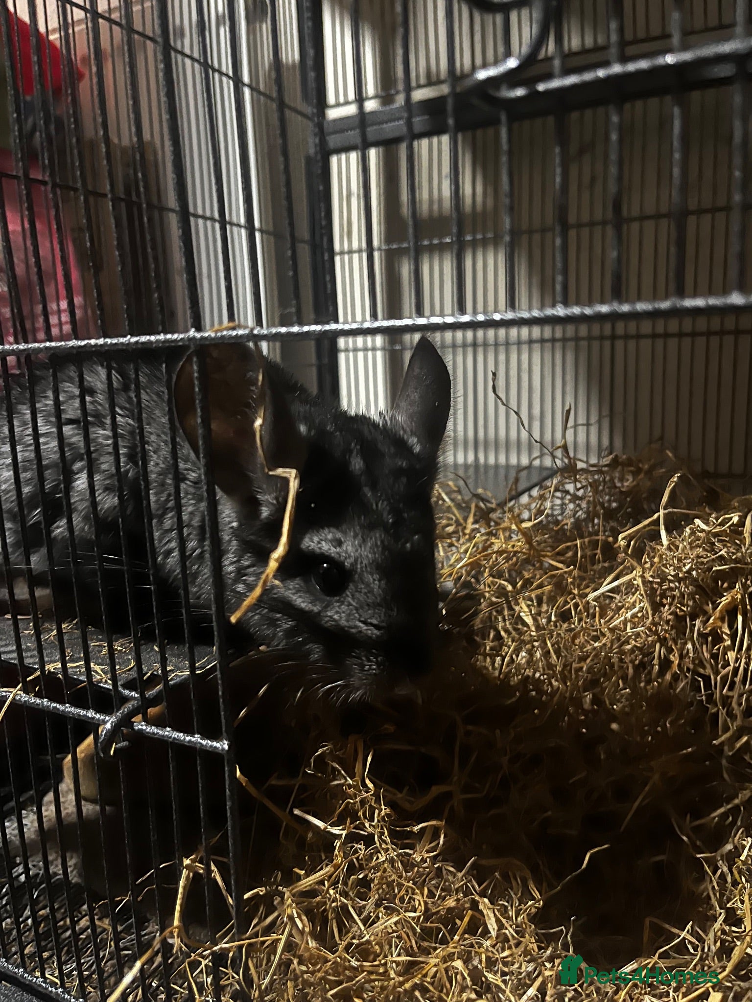 Chinchilla rodents Male and female chinchillas  - Advert 2