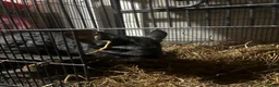 Chinchilla rodents for sale: Male and female chinchillas  - Advert 1