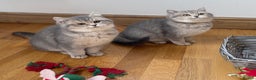 British Shorthair cats for sale: Remaining 2 TICA & GCCF British Shorthair Kittens - Advert 10
