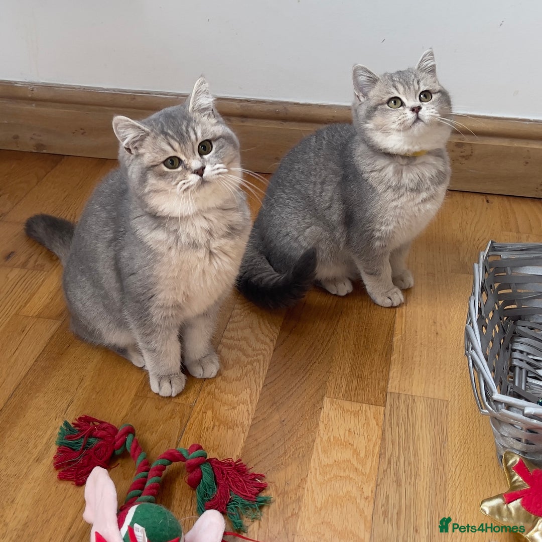 British Shorthair cats for sale: Remaining 2 TICA & GCCF British Shorthair Kittens - Advert 10