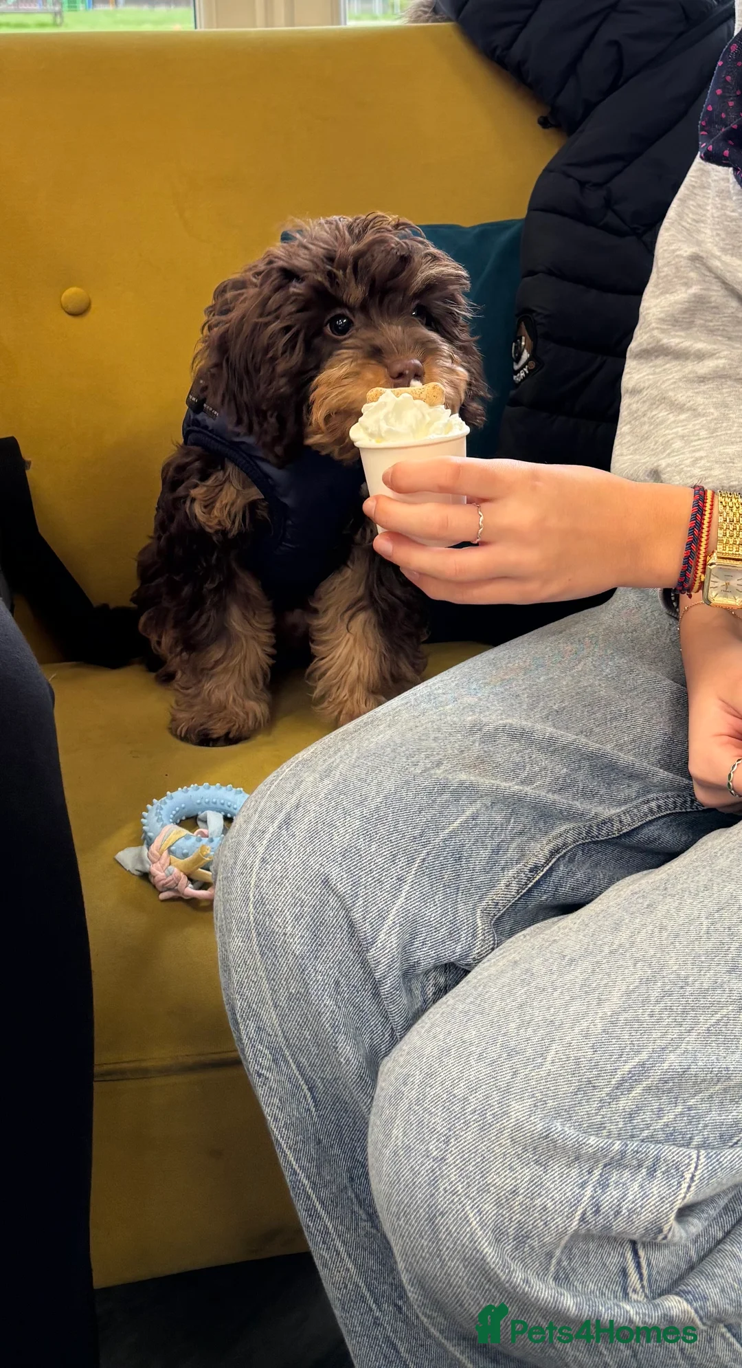 Cavapoo dogs for sale: Luna chocolate  - Advert 4