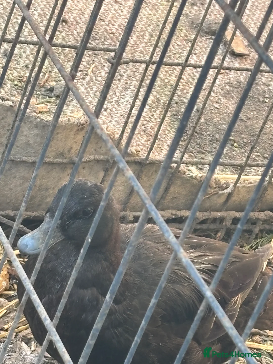 Ducks poultry for sale: Call ducks  in Rotherham - Advert 2