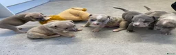 American Bully dogs for sale: 4 pups left ready to leave now - Advert 15