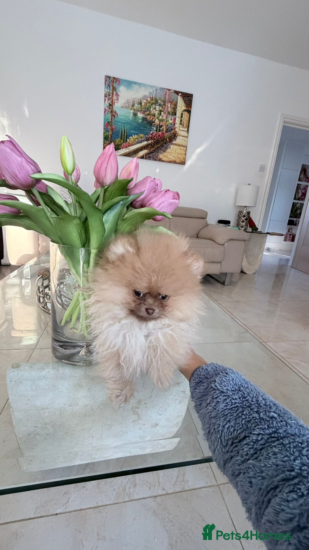 Pomeranian dogs for sale: Stunning Choco Sable Girl Available - Advert 7