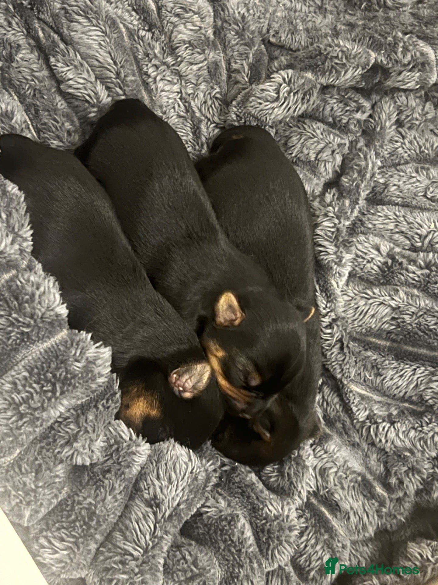 Yorkshire Terrier dogs Yorkshire terriers  - Advert 4