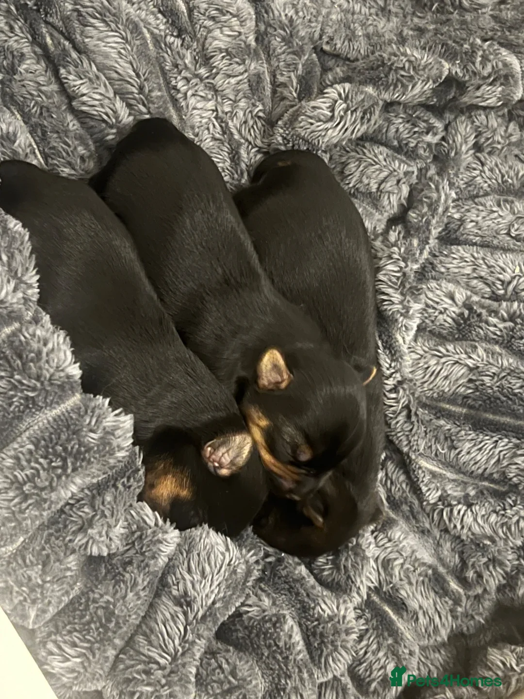 Yorkshire Terrier dogs for sale: Yorkshire terriers  - Advert 1
