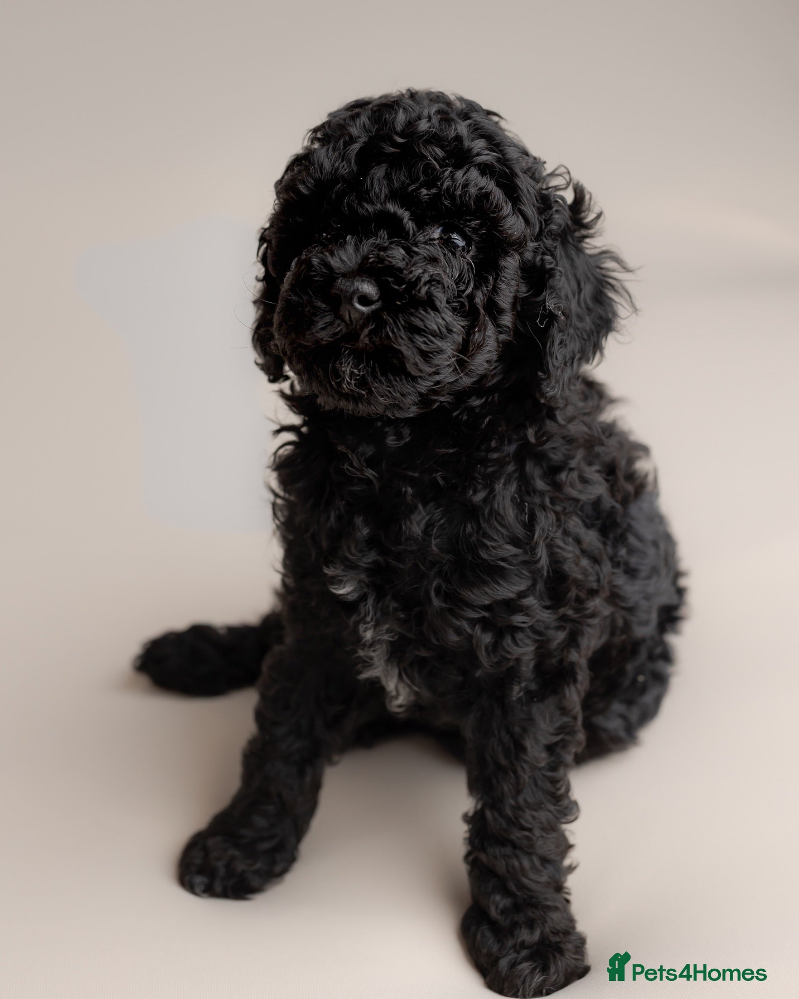 Cavapoo dogs Beautiful F1b Cavapoo Girls | Ready Soon - Advert 1