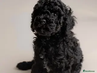 Cavapoo dogs Beautiful F1b Cavapoo Girls | Ready Soon - Advert 1