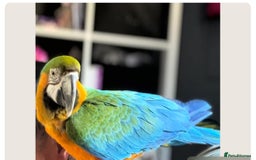 Macaws birds for sale: Harlequin macaw  - Image 1