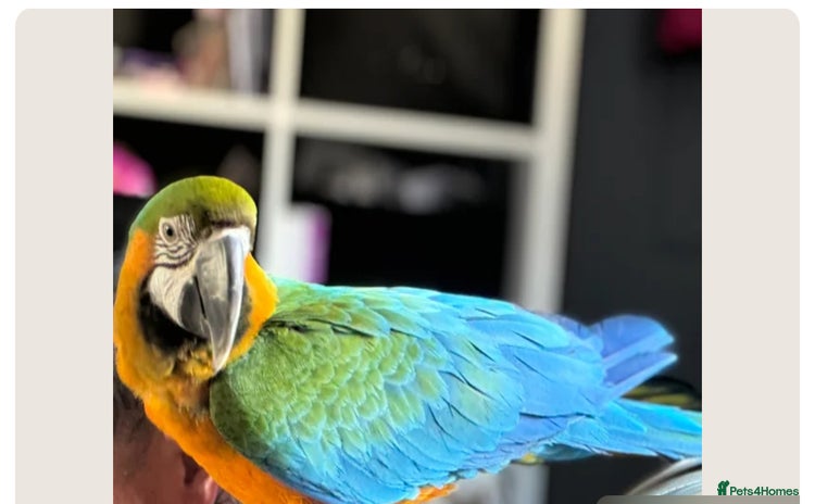 Macaws birds - Advert 2