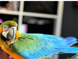 Macaws birds - Advert 18