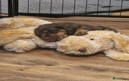 Cocker Spaniel dogs for sale: Stunning kc working cocker spaniels - Image 36
