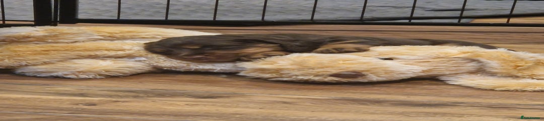 Cocker Spaniel Puppy 10